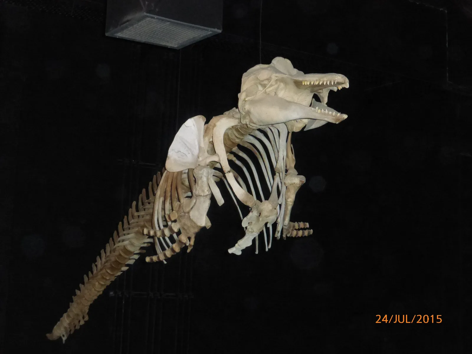 Esqueleto de animal marino en el MEF