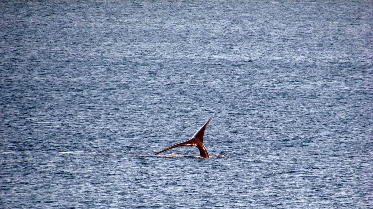 Cola de ballena franca austral en El Doradillo